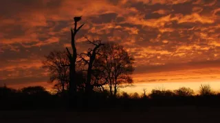 Tajomné stromy na Pohansku