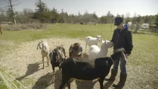 Prekvapivo zaujímavý svet kôz