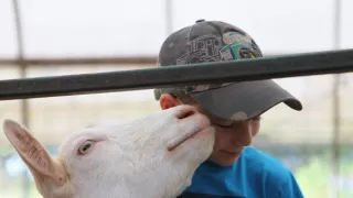 Prekvapivo zaujímavý svet kôz