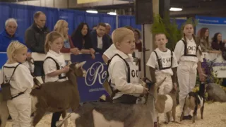 Prekvapivo zaujímavý svet kôz