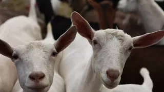 Prekvapivo zaujímavý svet kôz