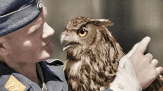 Zvieratá vo vojne (2/2)