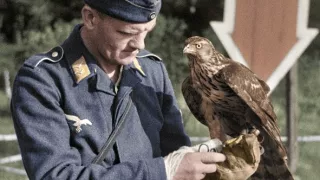 Zvieratá vo vojne (2/2)