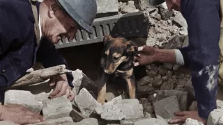 Zvieratá vo vojne (2/2)