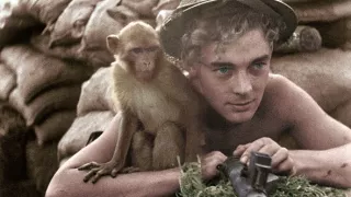 Zvieratá vo vojne (2/2)