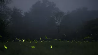 David Attenborough a živé svetlo