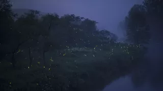 David Attenborough a živé svetlo