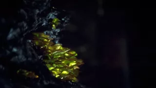 David Attenborough a živé svetlo