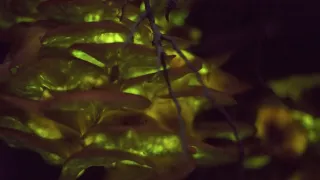 David Attenborough a živé svetlo