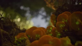 David Attenborough a živé svetlo