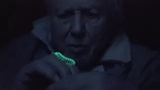 David Attenborough a živé svetlo
