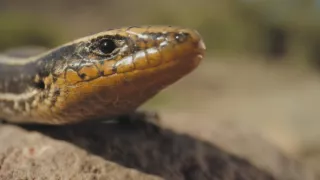 Divoké Kanárské ostrovy