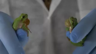 Keď tu nie je človek, zvieratá tancujú (1/2)