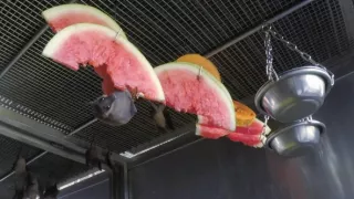 Neuveriteľné schopnosti netopierov