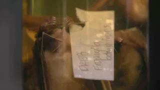 Neuveriteľné schopnosti netopierov