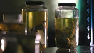 Neuveriteľné schopnosti netopierov