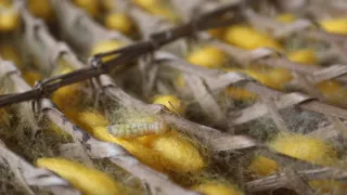 Kamera na cestách: Isan, pravá tvár Thajska