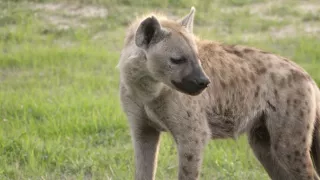 Moremi, kráľovstvo hrochov