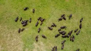 Moremi, kráľovstvo hrochov