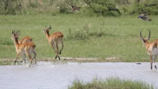Moremi, kráľovstvo hrochov