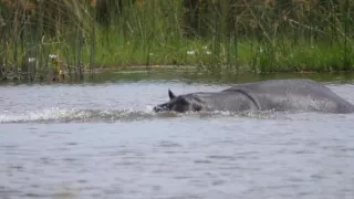 Moremi, kráľovstvo hrochov