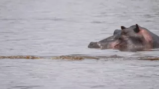 Moremi, kráľovstvo hrochov