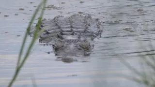 Moremi, kráľovstvo hrochov