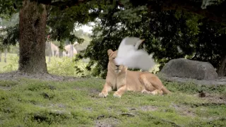 Moremi, kráľovstvo hrochov