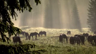 Ve větru kopyt
