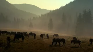 Ve větru kopyt