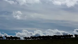 Ve větru kopyt