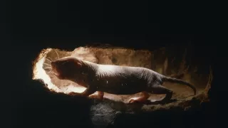 Zvierací Einsteinovia (3/6)