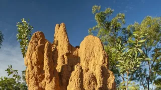 Zvierací Einsteinovia (3/6)