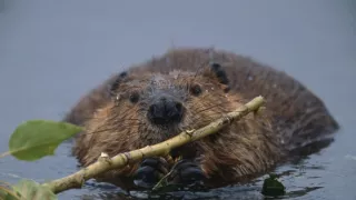 Zvierací Einsteinovia (3/6)