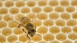 Zvierací Einsteinovia (3/6)