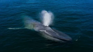 Planéta Kalifornia (2/2)