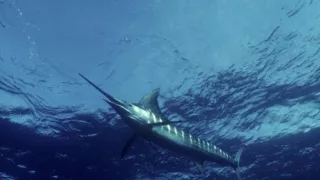 Planéta Kalifornia (2/2)