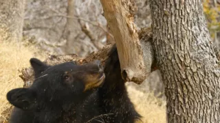 Planéta Kalifornia (2/2)