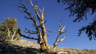 Planéta Kalifornia (2/2)