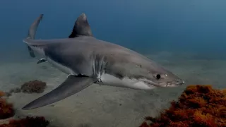 Planéta Kalifornia (2/2)