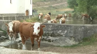 Na cestě po Zlatiboru