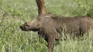 Tri prasiatka bradavičnaté