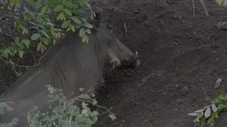 Tri prasiatka bradavičnaté