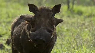 Tri prasiatka bradavičnaté