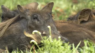 Tri prasiatka bradavičnaté