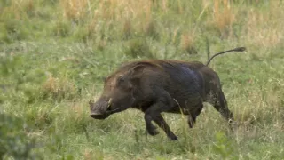 Tri prasiatka bradavičnaté
