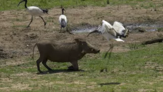 Tri prasiatka bradavičnaté