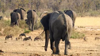 Tri prasiatka bradavičnaté