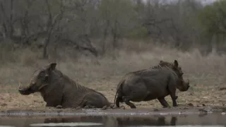 Tri prasiatka bradavičnaté