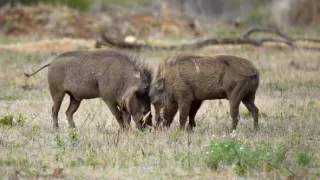 Tri prasiatka bradavičnaté